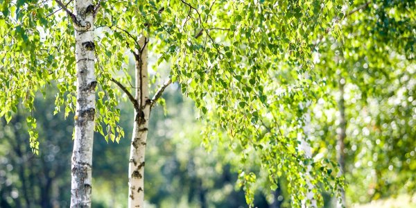 Береза прямостоячая