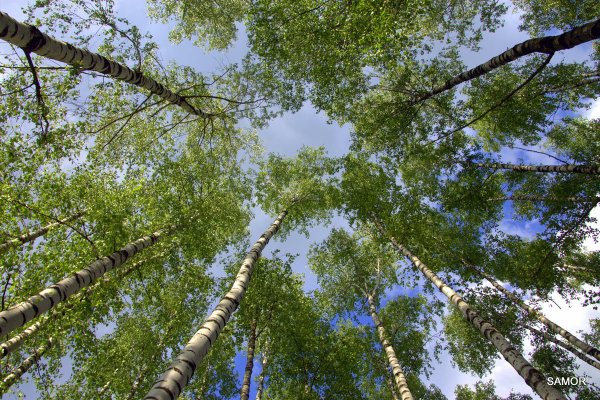 Березы небо