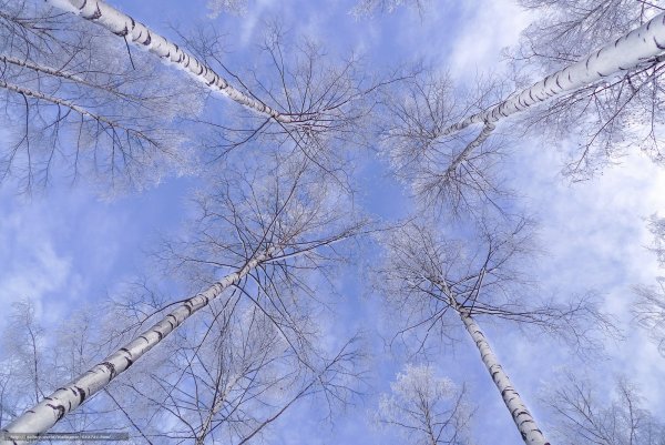 Весна небо березы