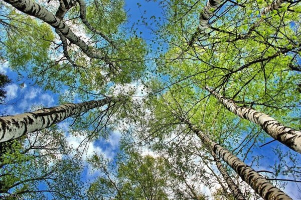 Березки небо