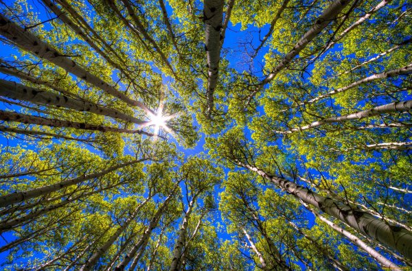 Дерево солнце