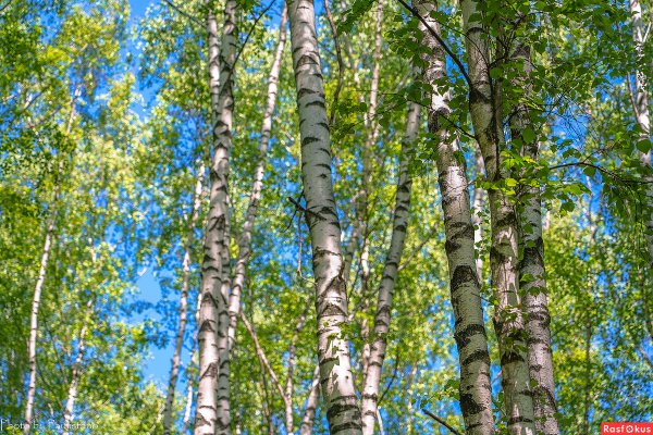 Березы и голубое небо