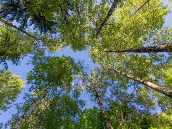 Верхушки деревьев