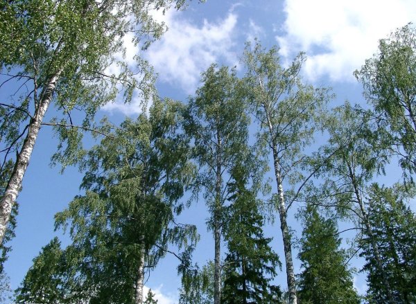 Березы и голубое небо