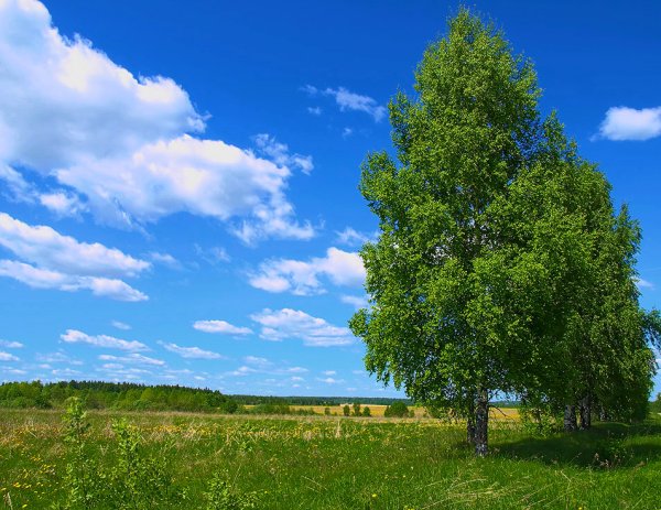 Березы и голубое небо