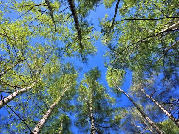 Макушки берез