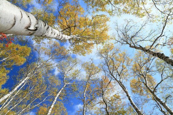 Береза снизу вверх