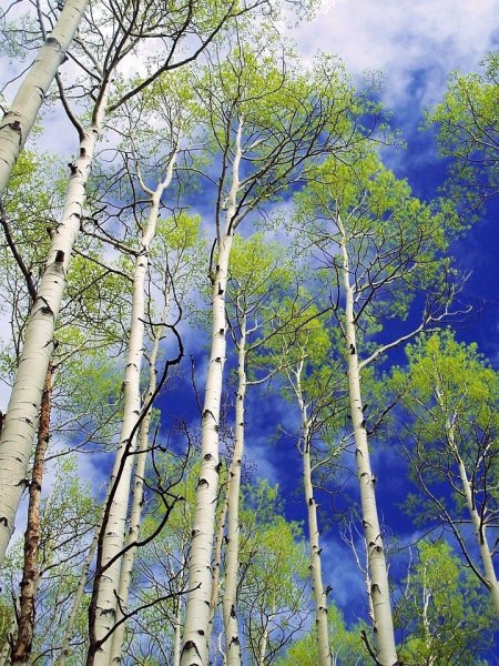 Береза весной