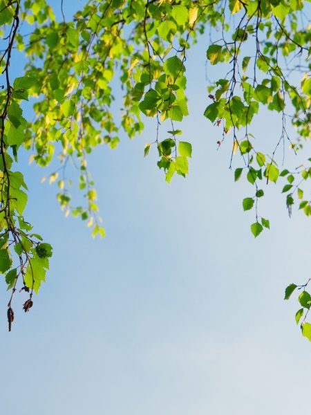 Ветви березы