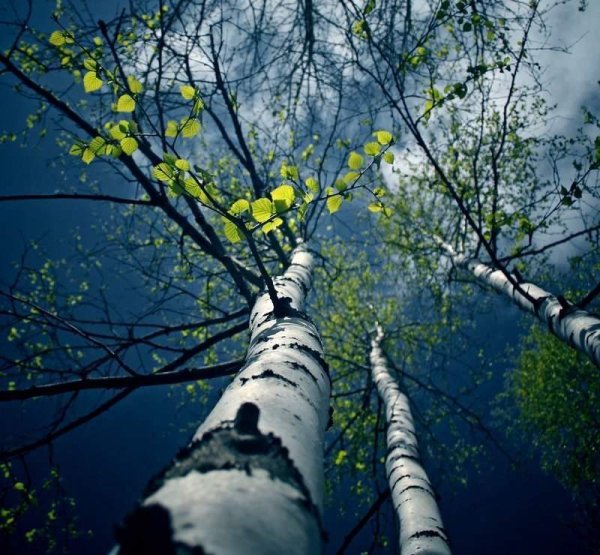 Березы ночью