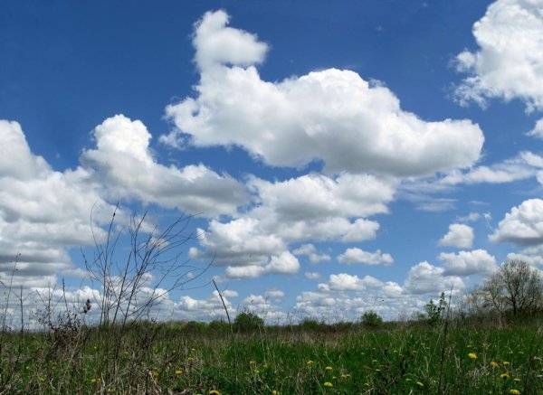 Кучевые облака в виде животных