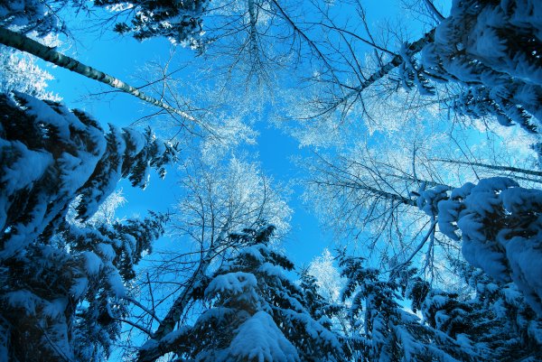 Зимняя природа