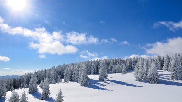 Зимний лес