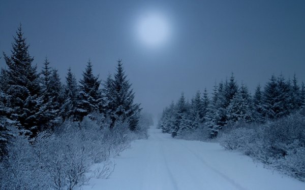 Зимний лес ночью