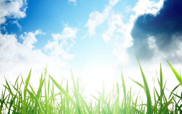 Трава и небо