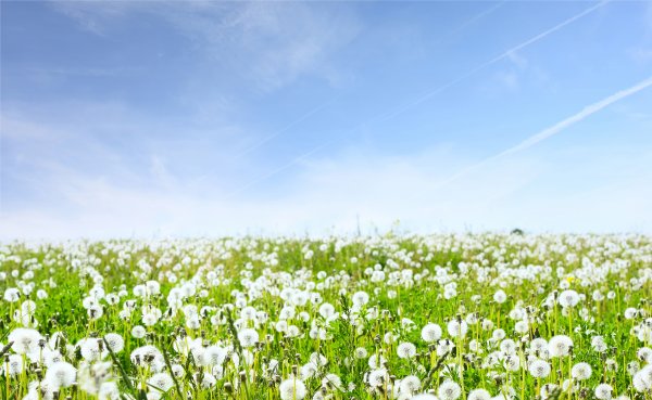 Колосья на фоне неба