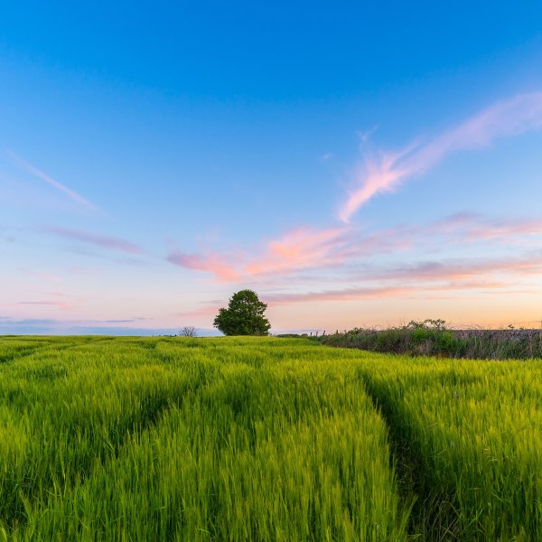 Небо из травы