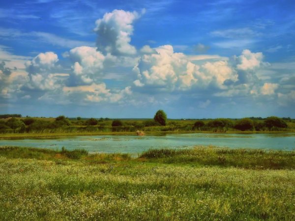 Белеющие поля