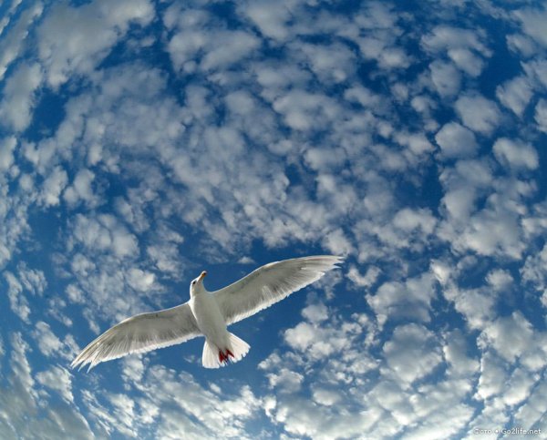 Птицы в небе