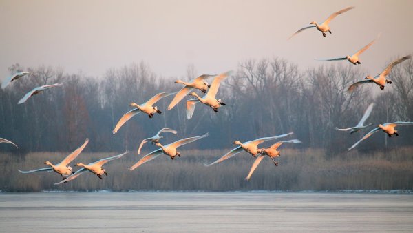 Лебедь взлетает с воды