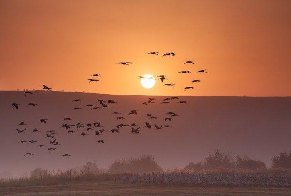 Птицы в небе закат