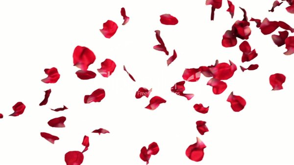 Лепестки без фона