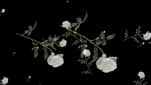 Падающие розы на черном фоне