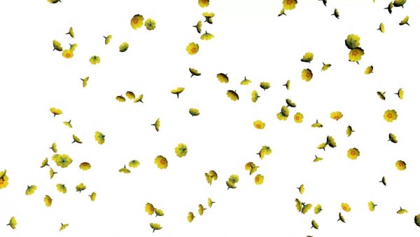 Падающие цветы на прозрачном фоне