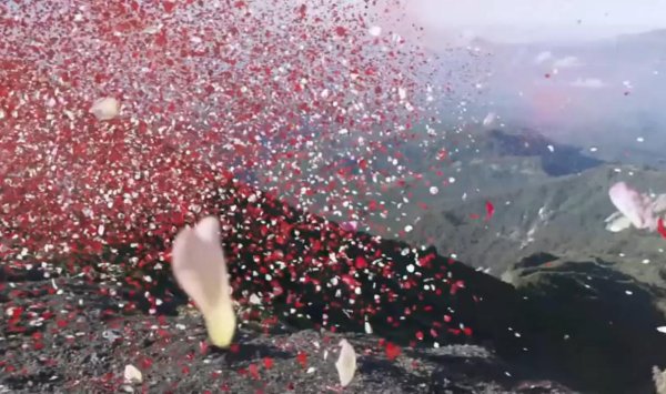 Лепестки роз в воздухе