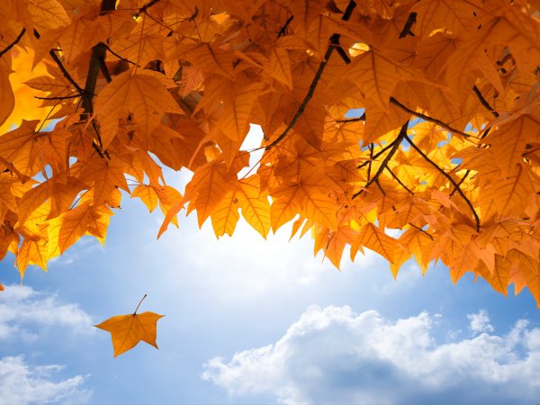 Осень листья