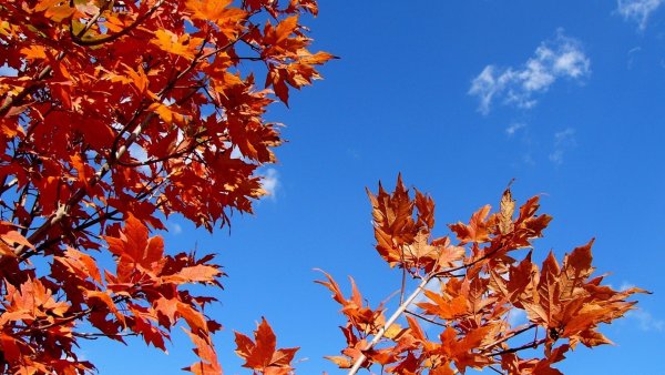 Осенние листья небо