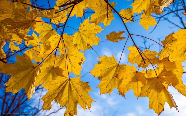 Желтая листва голубое небо