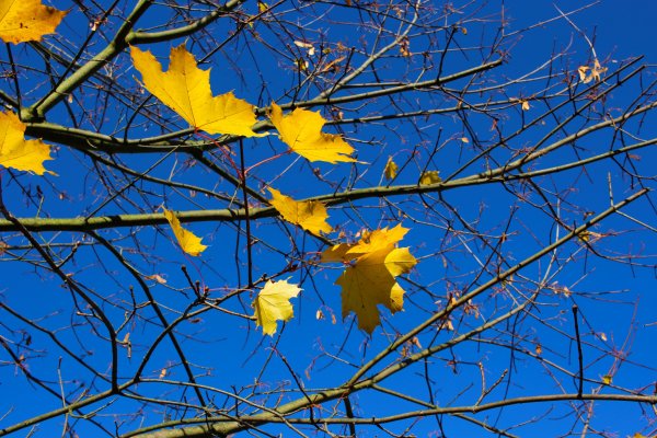 Золотая осень клен