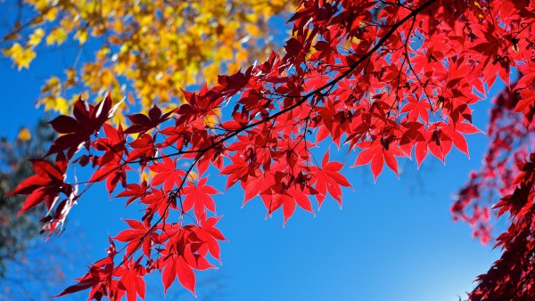 Осенние листья небо