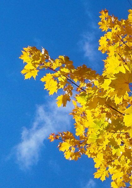 Осенние листья на фоне неба
