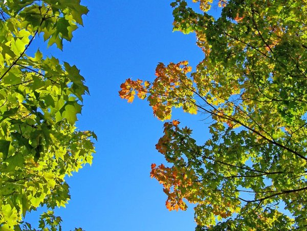 Солнечная осень деревья