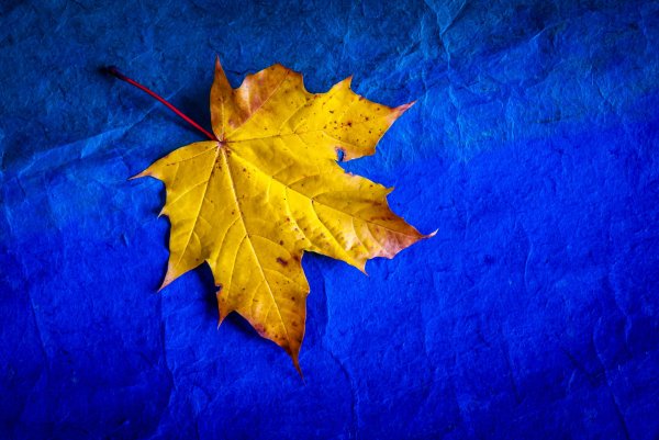 Осень желтые листья