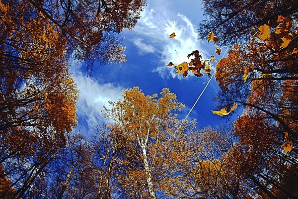 Осень картинки