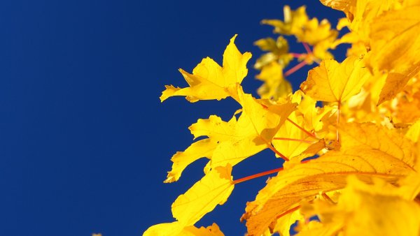 Небо кленовый лист