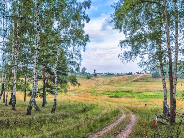 Природа березы Тамбов