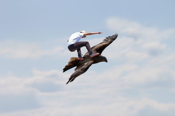 Полет птицы