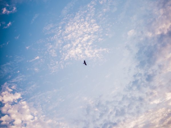 Птицы в небе