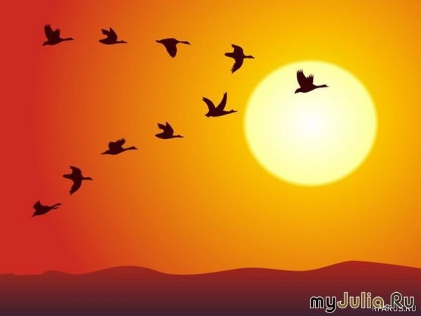 Птицы в небе