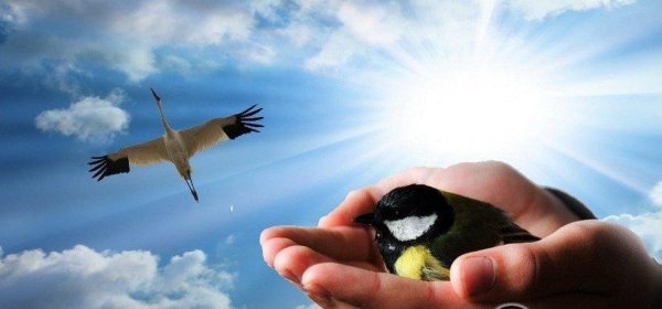 Синица в руках журавль в небе