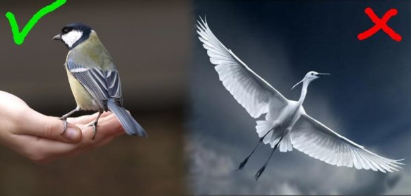 Синица в руках журавль в небе