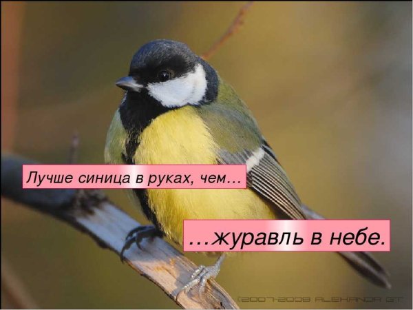 Лучше смнийа в руках чем журавль в не