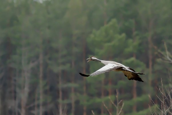 Птица в небе или журавль в руках