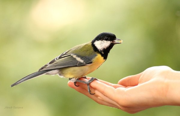 Синица на ладони