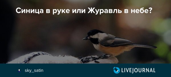 Синица в руках или журавль в небе