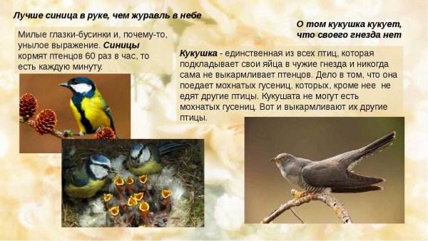 Лучше синица